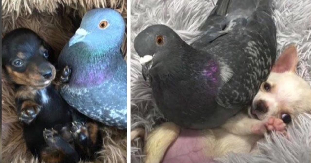 Pigeon Befriends With Dogs After Losing Ability To Fly