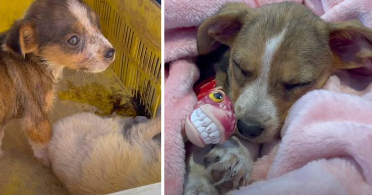 Puppy Found Next To Her Dead Sister, Spends Christmas In Forever Home