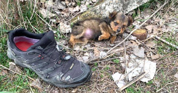 Puppy Takes To An Old Shoe For Comfort After Being Thrown Out With Garbage