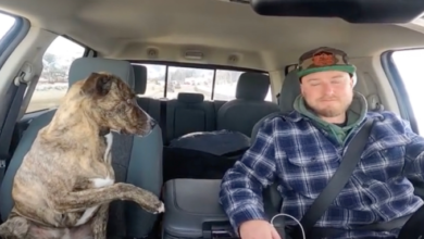 Rescue Dog Insists To Hold Hands While In The Vehicle As She Gets Anxious