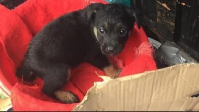 Rescuer Found 2-Week-Old Puppy Abandoned Outside In The Rain To Fend For Himself