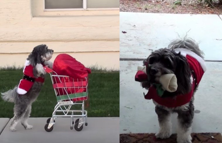Santa Claus Asks For Help, Cute Little Dog Steps US And Saves Christmas
