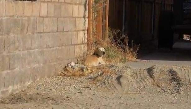 Senior Dog Sat In The Hot Sun After Being Dumped By The One He Loved