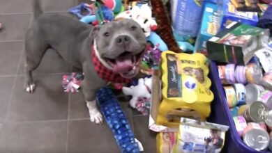 Shelter Lets Their Animals Choose Gifts From Under The Tree Before Christmas