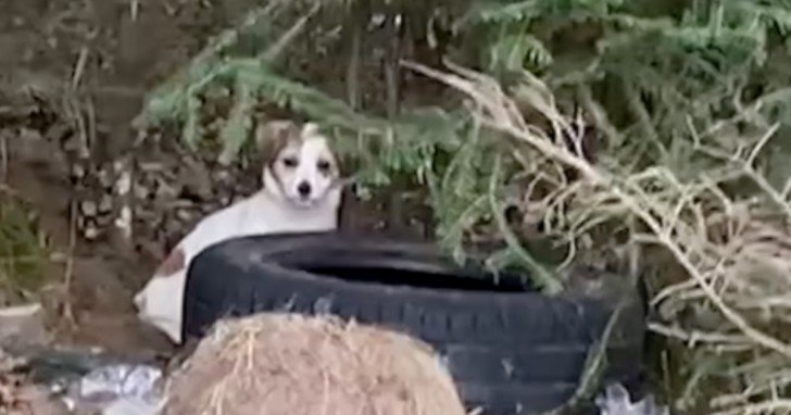 Small Pup Spotted In The Woods, Woman Spends Days Staking Out