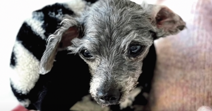 Staff Found Senior Dog Outside Of The Shelter With Her Toy