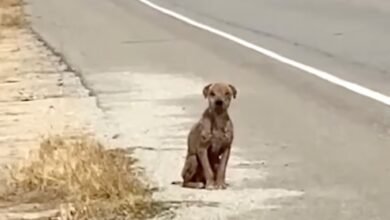Stray Dog Sat By The Street Missing His Once-Shiny Coat And Needing Love