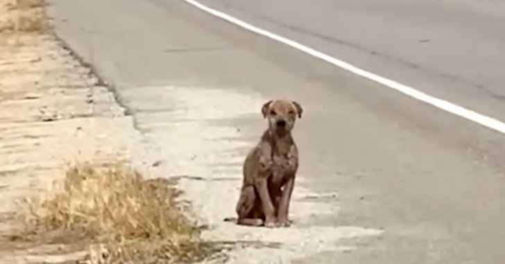 Stray Dog Sat By The Street Missing His Once-Shiny Coat And Needing Love