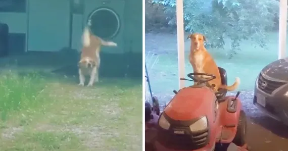 Stray Dog Shows Up To The House Every Day, Then He Comes With A Friend