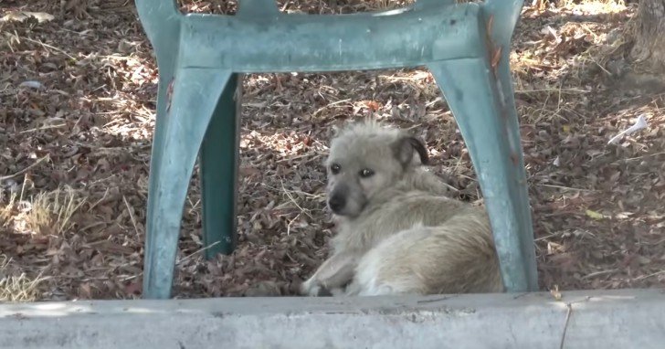 Stray Dog Took Shelter Under An Old Plastic Chair Waiting For A New Better Life