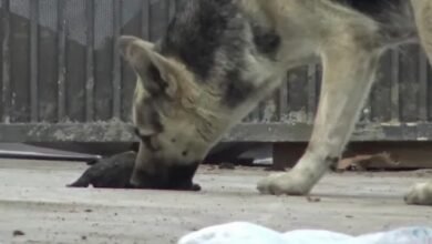 Stray Mama Dog Tried Reviving Her Dead Baby, Rescuers Closed In To Intervene