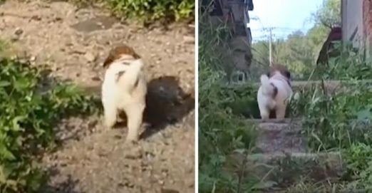 Stray Pup Insists Rescuers Follow Him Into Abandoned Building