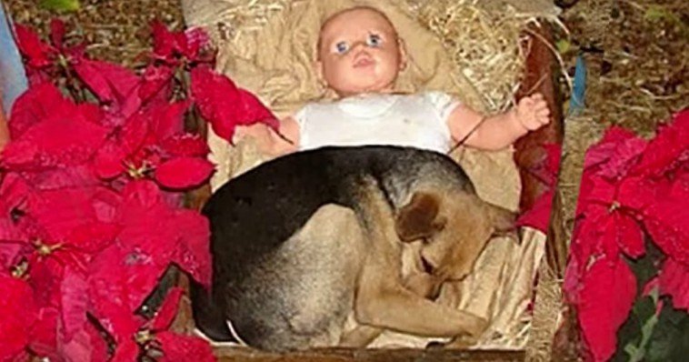 Stray Puppy Takes Refuge Next To Baby Jesus Figurine To Keep Warm During Cold Nights