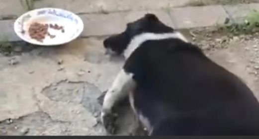 Street Dog Could Only Crawl As Her Belly Was So Big