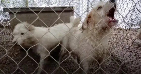 Two Dogs Were Caged Outside Uncovered To The Elements And Used For Breeding