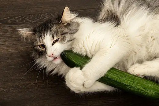 Why Are Cats Scared of Cucumbers