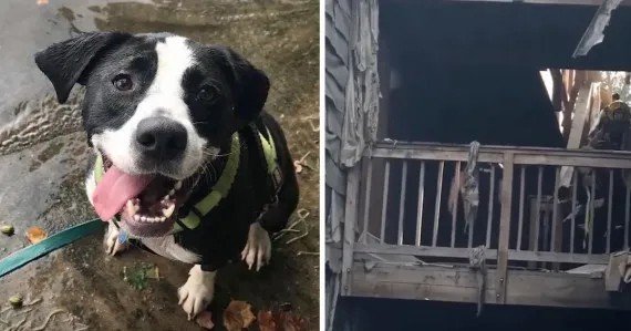 Woman Lost Everything In The House Fire, Heard A Faint Bark 2 Days Later