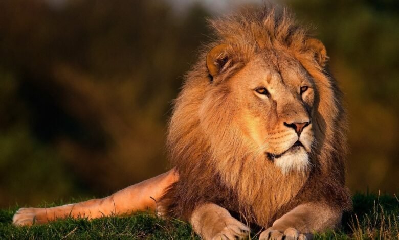 lion