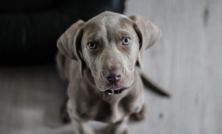 Weimaraner