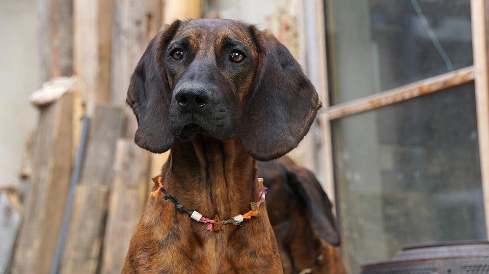 Bloodhound