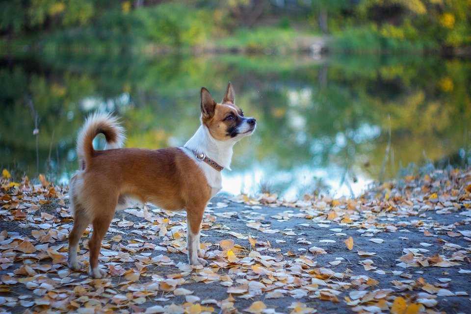 Norwegian Lundehund