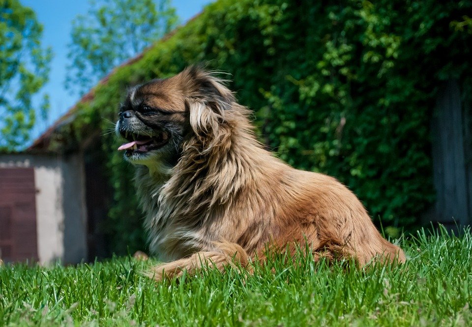 Pekingese