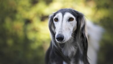 Dogs With Long Noses