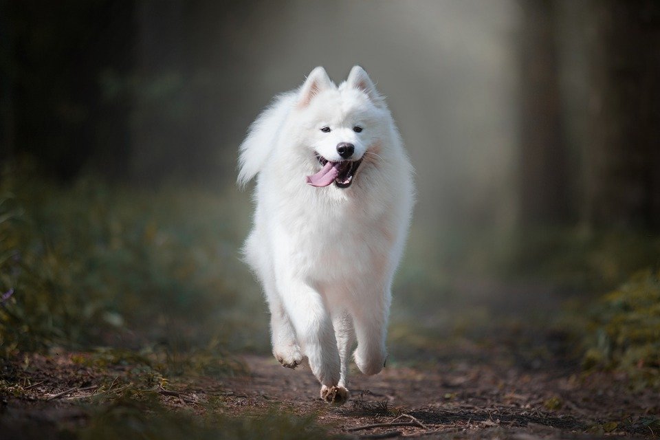 Dogs Look Like Bears