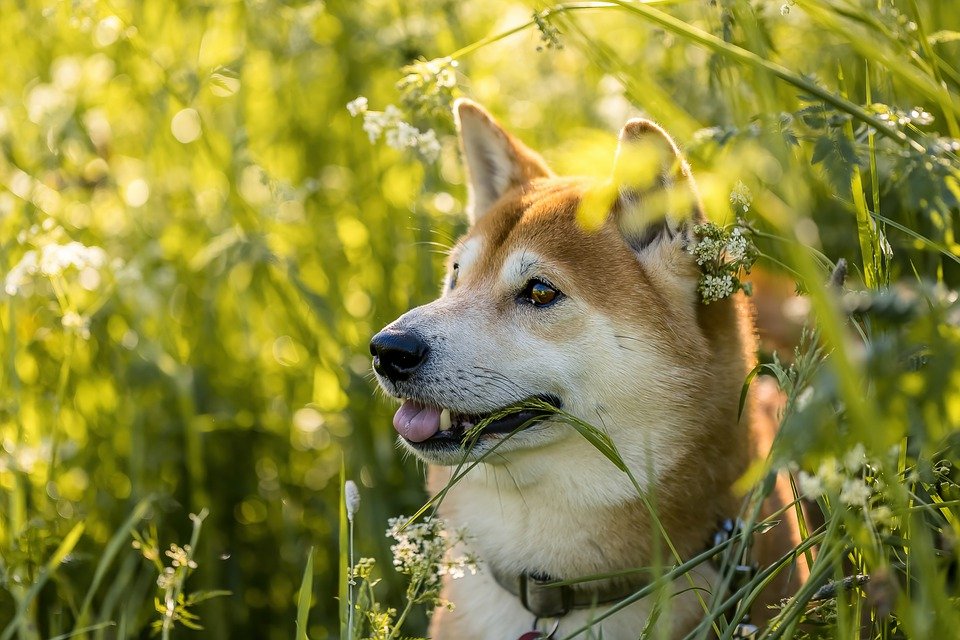 Shiba Inu