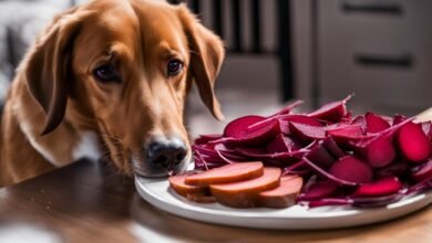 can dogs eat beets